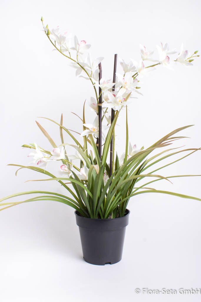 Cymbidie Orchidee im schwarzen Kunststofftopf, Höhe ca. 80 cm Farbe: creme