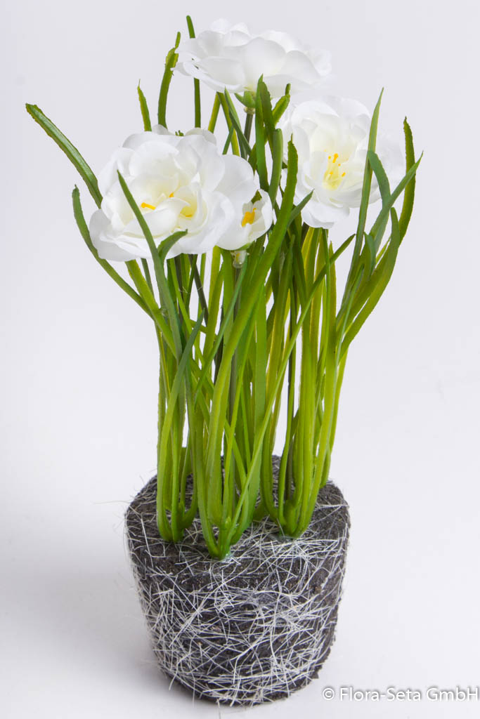 Frühlingsblumen-Arrangement im schwarzen Erdballen, Farbe: creme-weiß