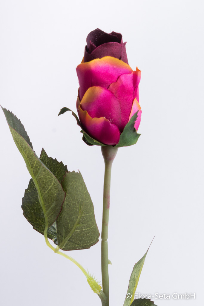 Rose halboffen Farbe: burgund-fuchsia mit gelblichen Spitzen