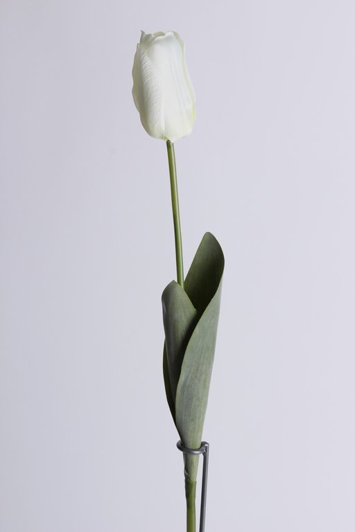 Tulpe langstielig mit 2 Blättern Farbe: creme