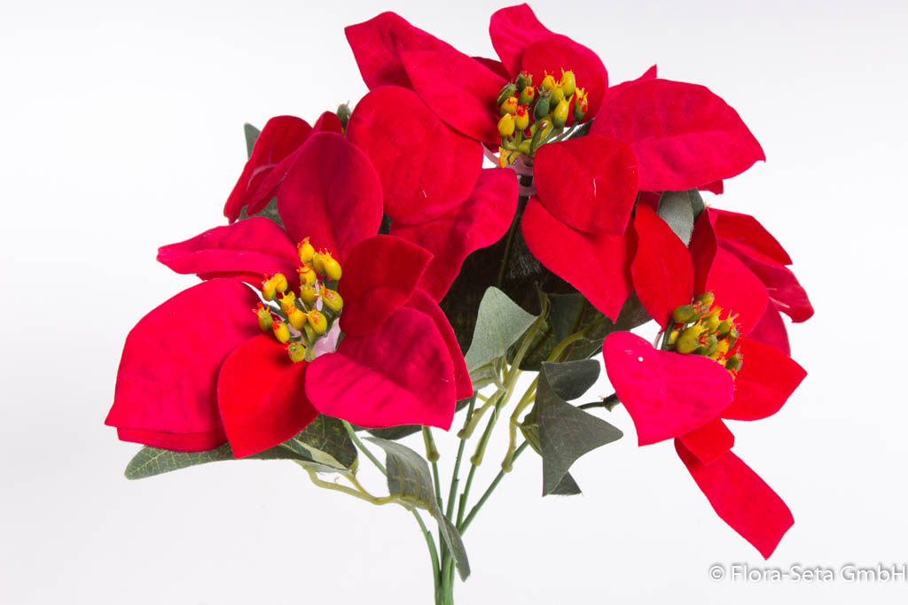 Poinsettienbusch mit 5 Blüten, samtig Farbe: rot