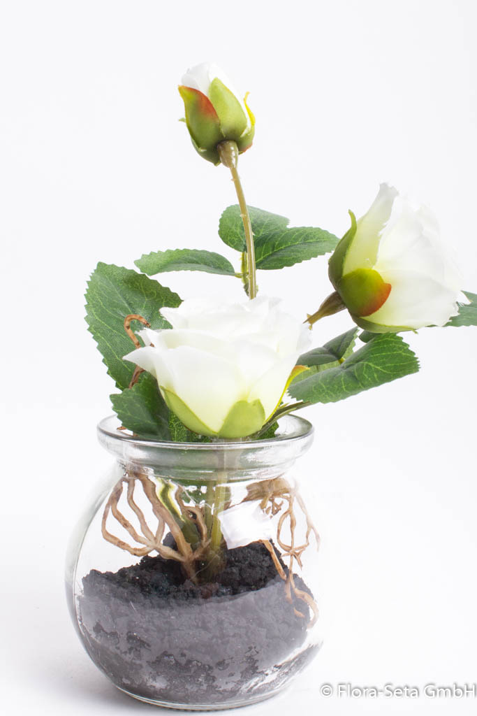 Rosen im Glas Farbe: creme-weiß