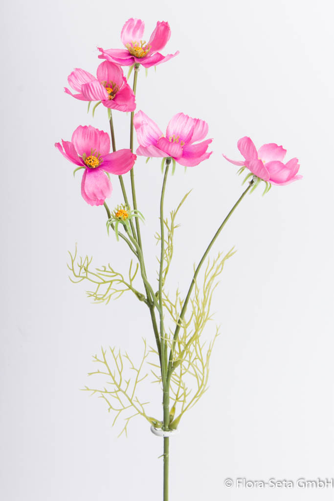 Cosmea mit 5 Blüten Farbe: pink