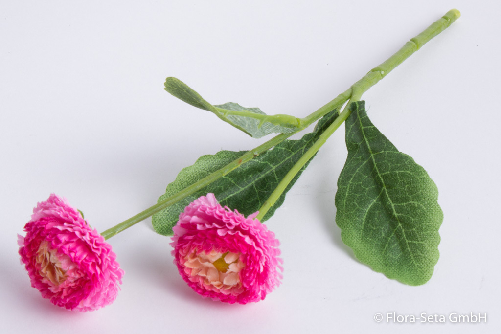 Bellis mit 2 Blüten und 3 Blättern Farbe: rosa-pink