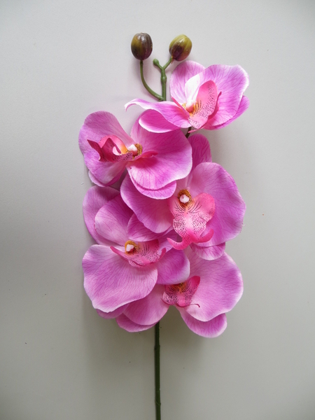Orchidee mit 5 Blüten und 2 Knospen Farbe: pink-lila