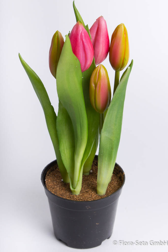 Tulpenarrangement mit 5 Blütenknospen im schwarzen Kunststofftopf Farbe: beauty
