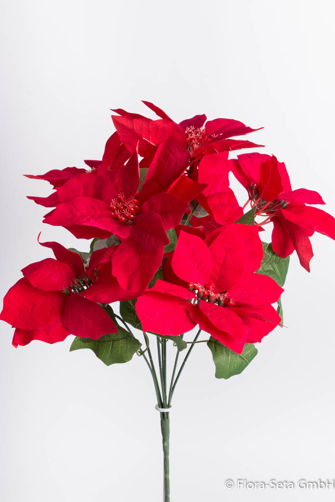 Poinsettienbusch mit 7 Blüten, samtig Farbe: rot