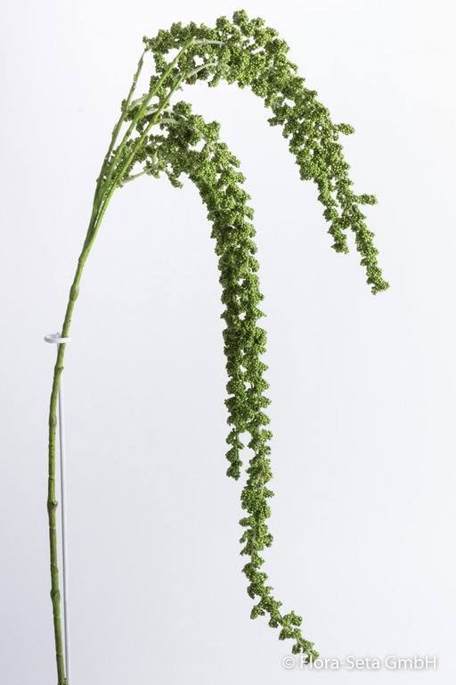 Amaranthus Farbe: grün