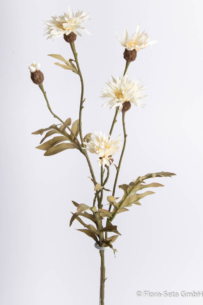 Wiesenblume (Kornblume) mit 4 Blüten und 1 Knospe Farbe: creme