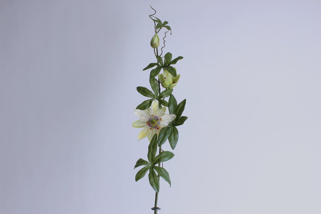 Passionsblumenzweig groß mit 2 Blüten und 1 Knospe Farbe: creme-hellgelb-hellgrün