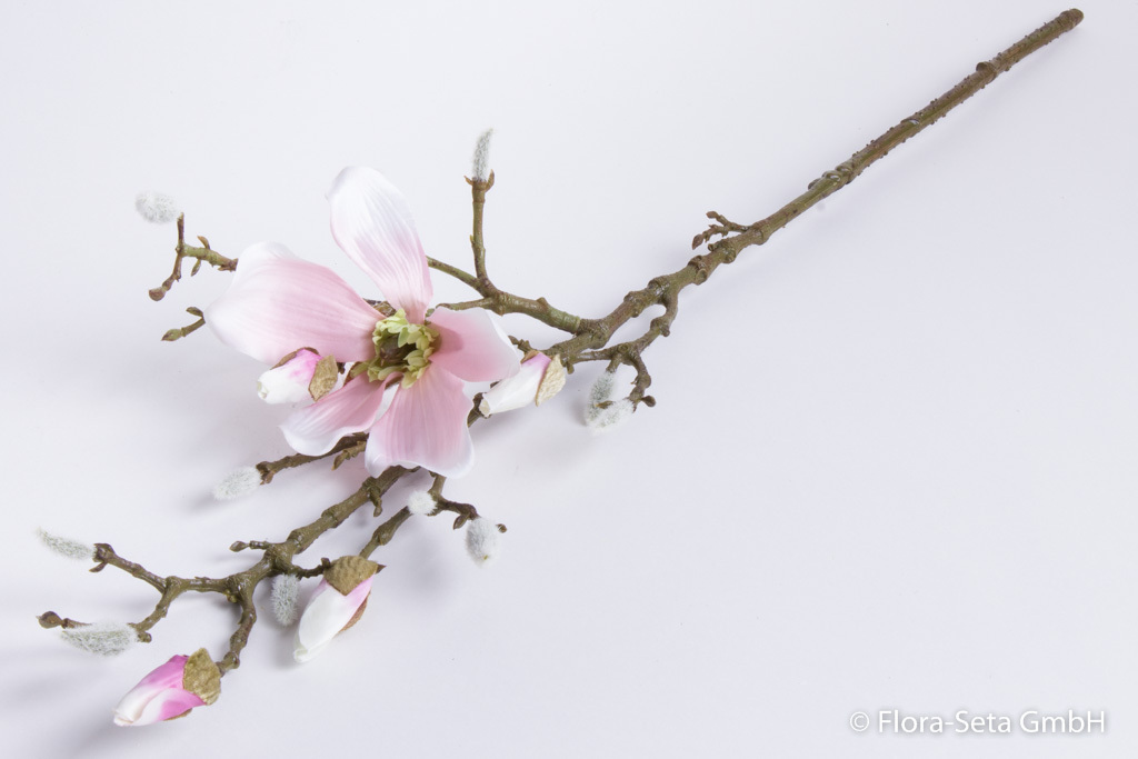 Magnolienzweig mit 1 Blüte und 4 Knospen Farbe: weiß-rosa