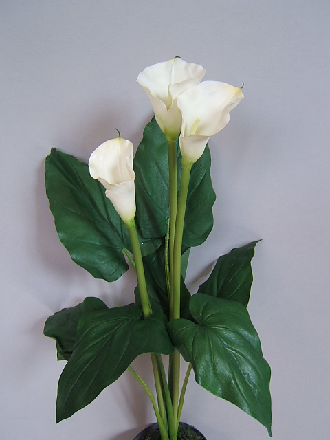 Callapflanze mit 3 Blüten und 7 Blättern Farbe:creme