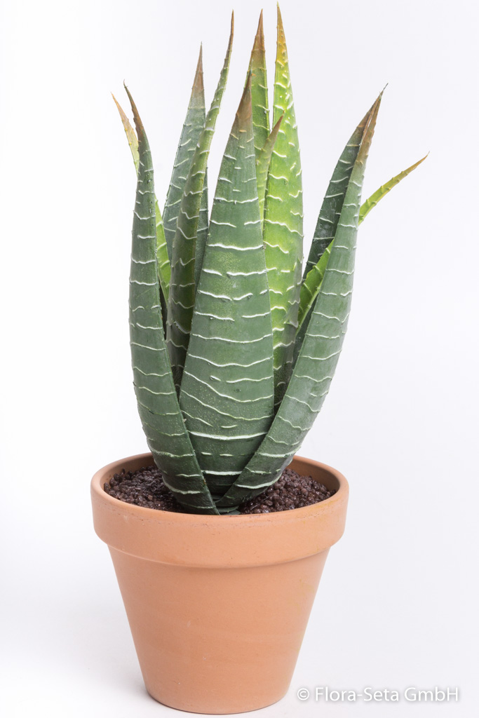 Aloe Vera Pflanze im Tontopf Farbe: grün-leicht creme
