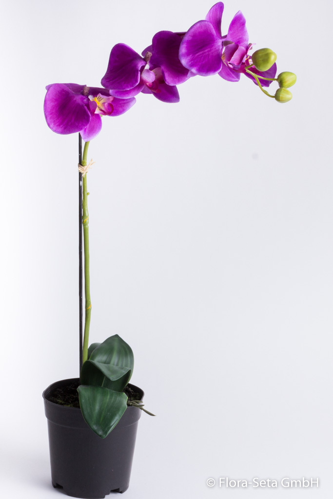 Orchidee Phalaenopsis mit 6 Blüten und 3 Knospen im schwarzen Kunststofftopf Farbe: purple
