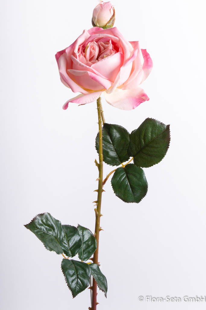 Rosenzweig mit 1 Blüte und 1 Knospe Farbe: rosa