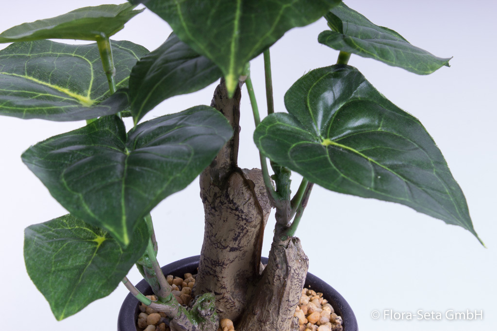 Jatropha-Pflanze in elegantem dunkelgrauen Keramiktopf