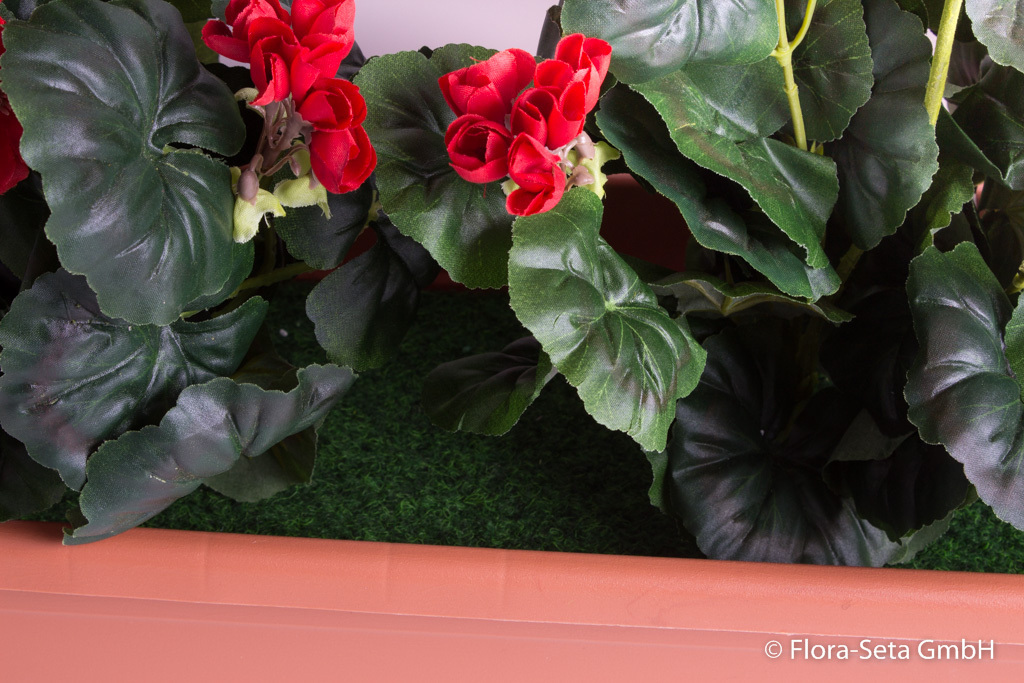 Geranien im terrakottafarbenen Kunststoff-Balkonkasten Toscana 80 cm getopft Farbe:rot