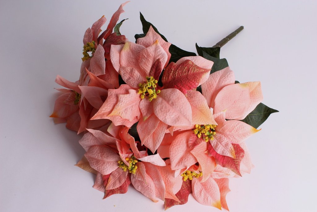 Poinsettienbusch mit 7 Stielen Farbe: peach