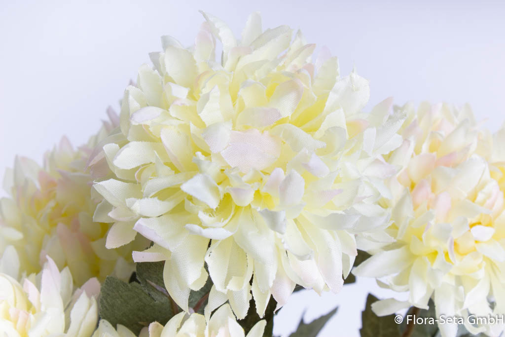 Chrysanthemenstrauß mit 7 Stielen Farbe: creme mit rosa Spitzen
