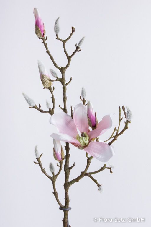 Magnolienzweig mit 1 Blüte und 4 Knospen Farbe: weiß-rosa