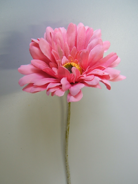 Gerbera (12er-Set) Farbe:pink
