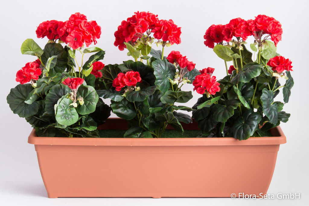 Geranien im terrakottafarbenen Kunststoff-Balkonkasten Toscana 60 cm getopft Farbe:rot