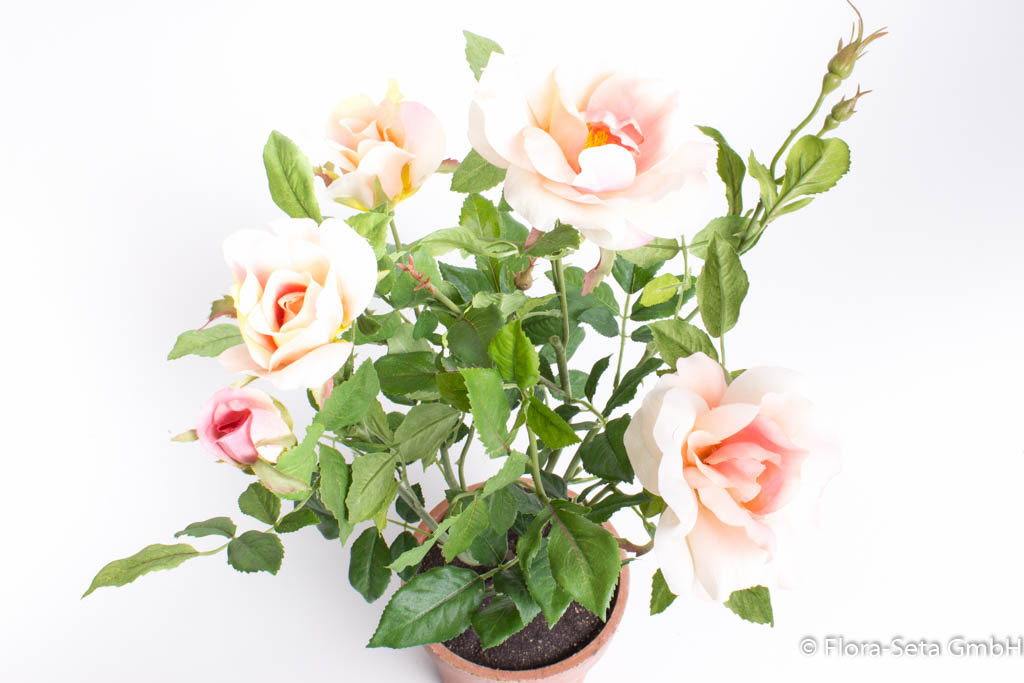 Rosenstock mit 4 Blüten und 2 Knospen im braunen Kuststofftopf Farbe: rosa