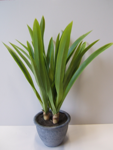 Cymbidium Blattpflanze in grauem Kunststofftopf Farbe:grün (nur im 2er-Set lieferbar)