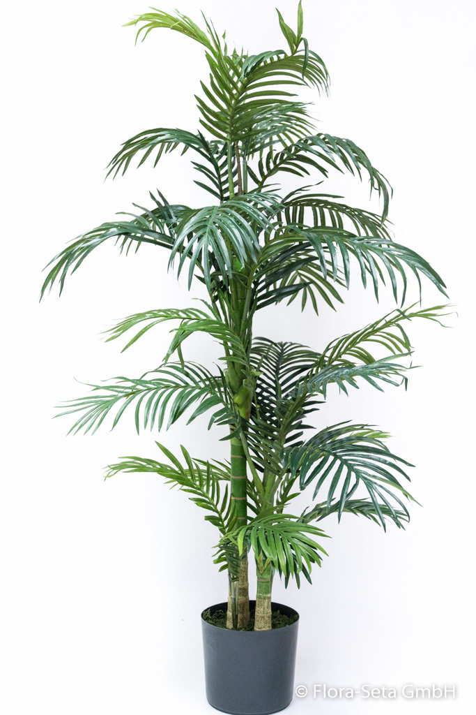 Areca Palme mit 24 Blättern in schwarzem Kunststofftopf, Höhe ca. 140 cm