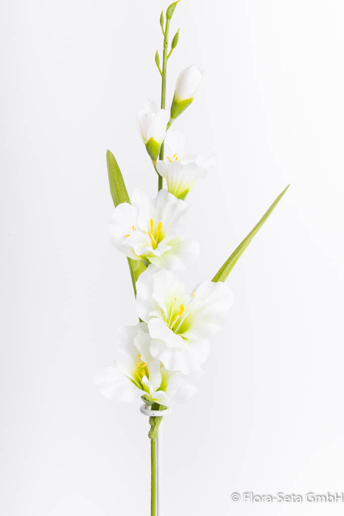 Gladiole mit 2 Blättern, Farbe: weiß