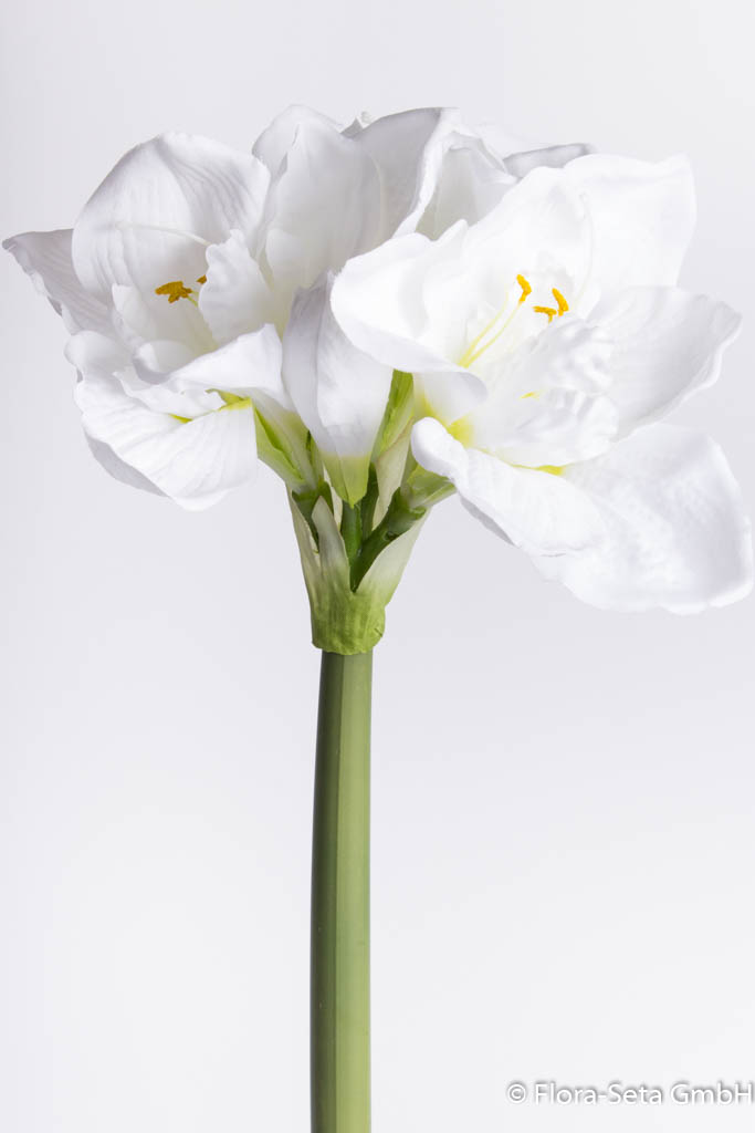 Amaryllis mit 3 Blüten und 1 Knospe Farbe: weiß
