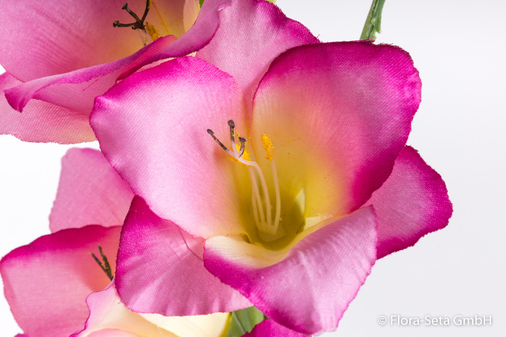 Gladiole mit 6 Blüten und 2 Knospen Farbe: pink-creme