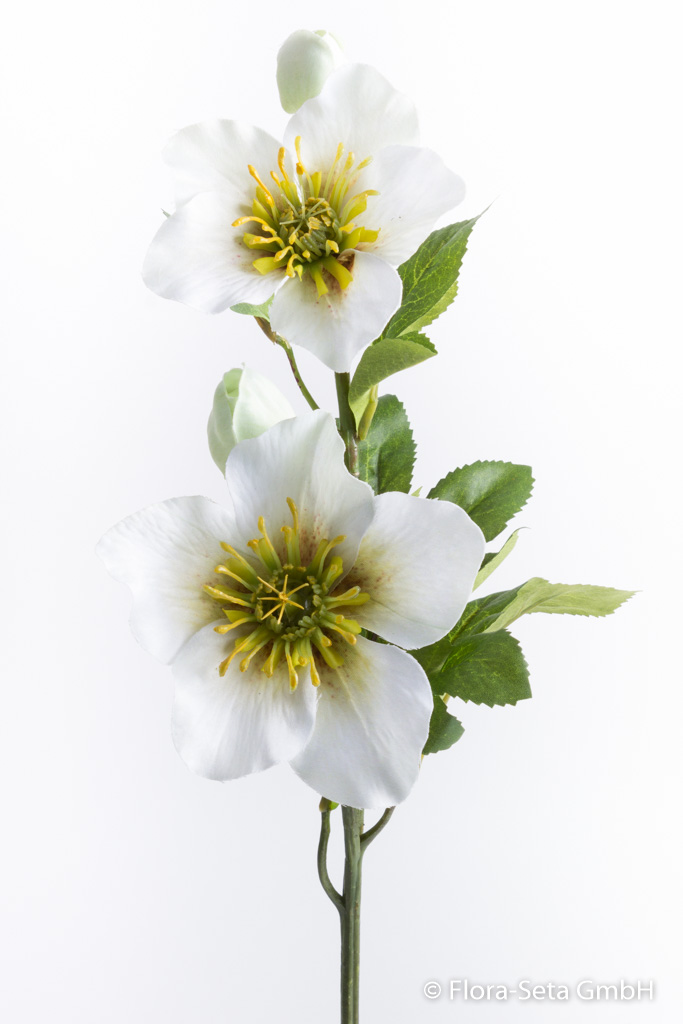 Christrosenzweig XL mit 2 Blüten und 2 Knospen Farbe: creme