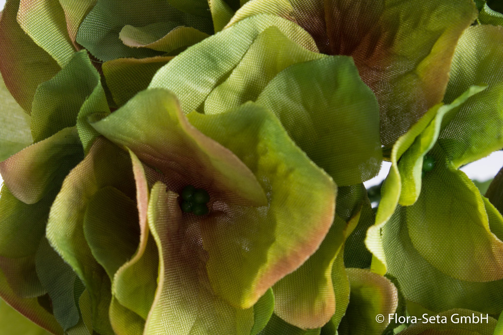 Hortensie Natura mit 2 Blättern Farbe: grün