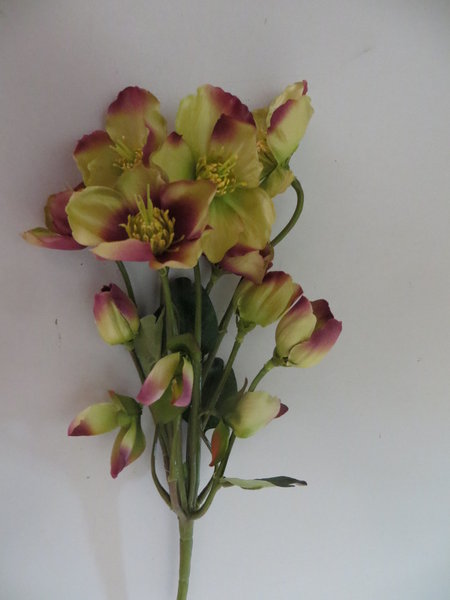 Christrosenbusch mit 11 Blüten Farbe:grün-mauve