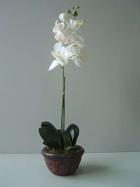 Orchidee Phalaenopsis mit 7 Blüten, 10 Blättern, in braunem Steinguttopf Farbe:creme-weiß