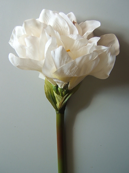Amaryllis mit 5 Blüten Farbe: creme-weiß