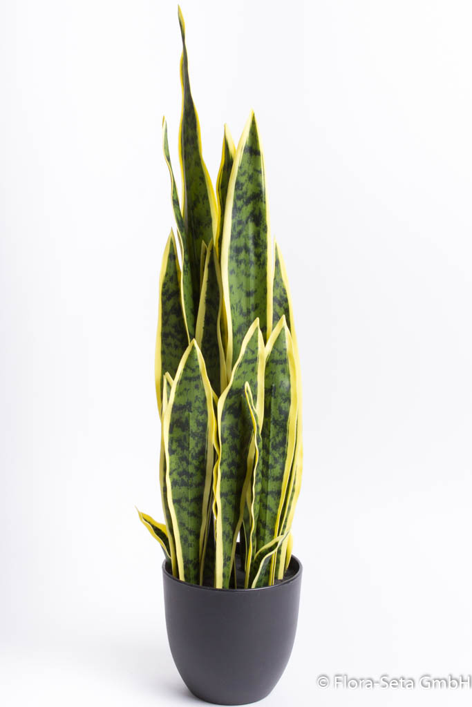 Sansevieria (Bogenhanf) im schwarzen Kunststofftopf, Höhe ca. 77 cm Farbe: grün-gelb