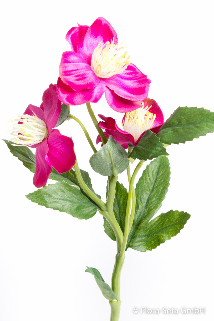 Christrosenzweig mit 3 Blüten Farbe: beauty