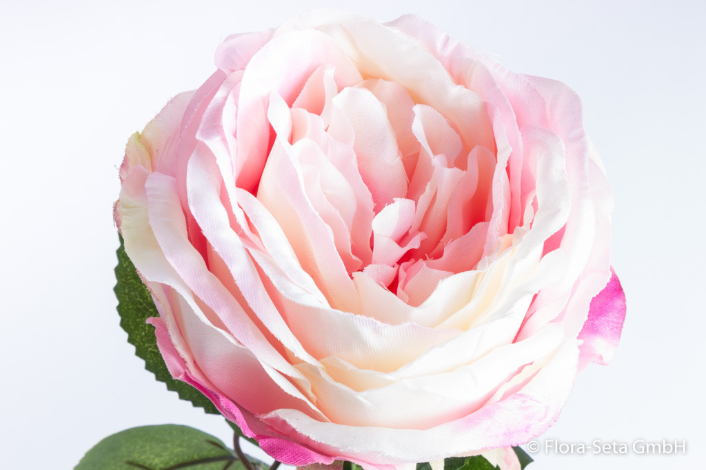 Englische Rose mit 9 Blättern Farbe: creme-pink