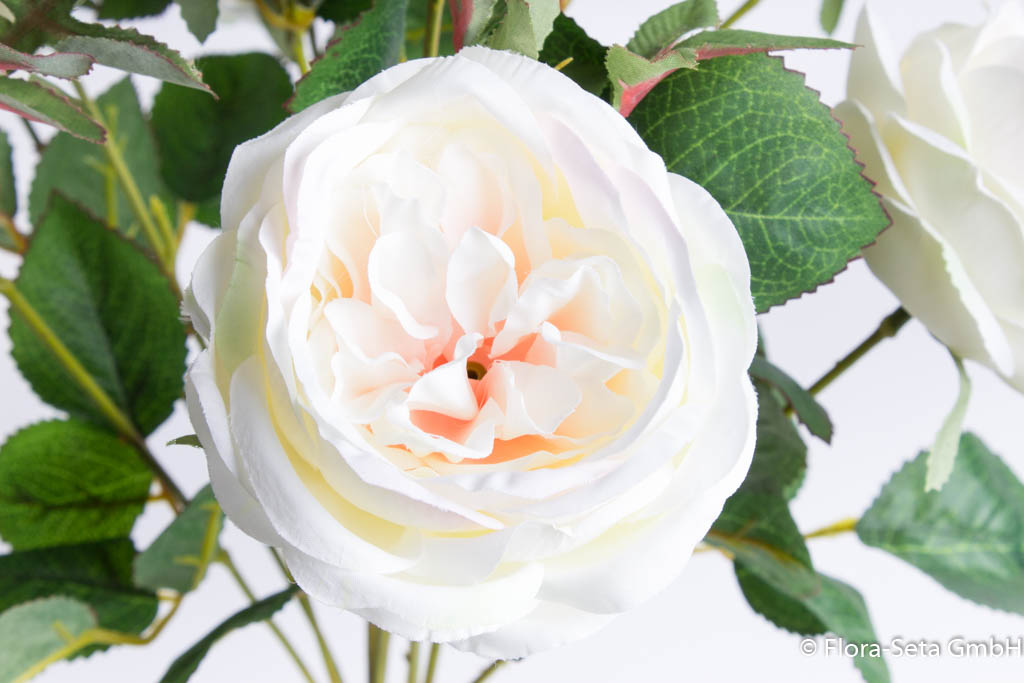 Englischer Rosenbusch mit 10 Rosen Farbe: creme-weiß-leicht pink