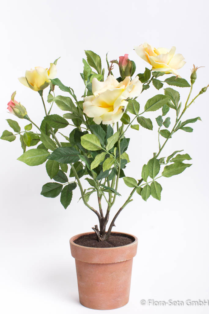 Rosenstock mit 4 Blüten und 2 Knospen im braunen Kuststofftopf Farbe: gelb-lachs