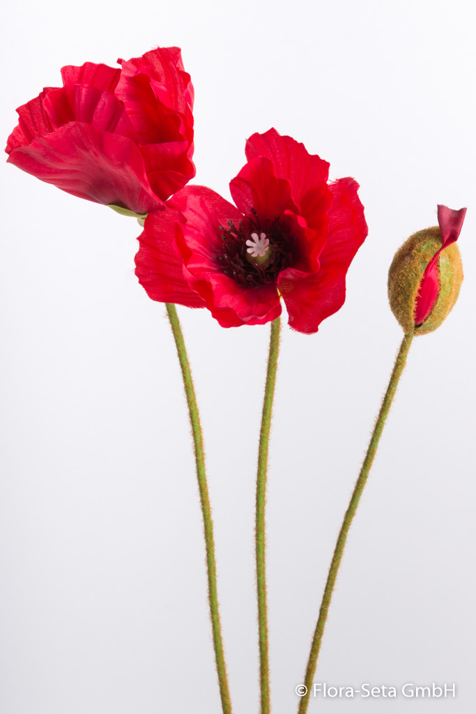 Mohnblume (Klatschmohn) mit 2 Blüten und 1 Kospe Farbe: rot
