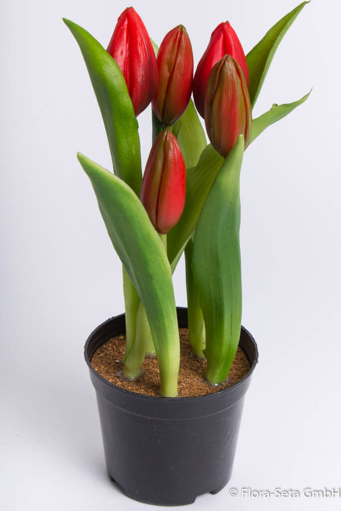 Tulpenarrangement mit 5 Blütenknospen im schwarzen Kunststofftopf Farbe: rot