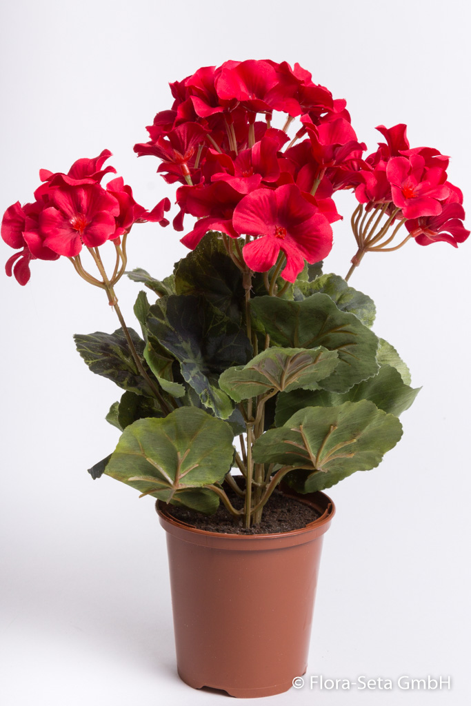 Geranienbusch mit 7 Stielen und 3 kleinen und 4 größeren Blütenköpfen im Kunststofftopf Farbe: rot