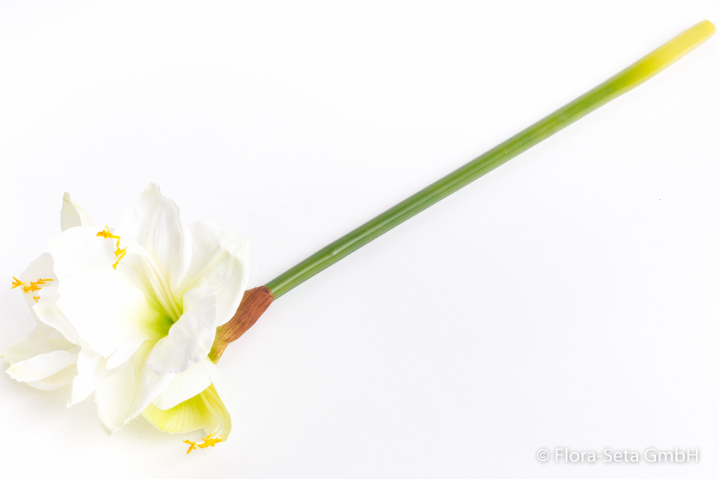 Amaryllis mit 2 Blüten und 1 Knospe Farbe: creme-weiß "real touch"