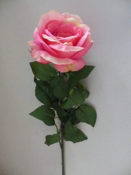 Rose Rimini langstielig mit großer Blüte und 16 Blättern Farbe:hellpink-creme
