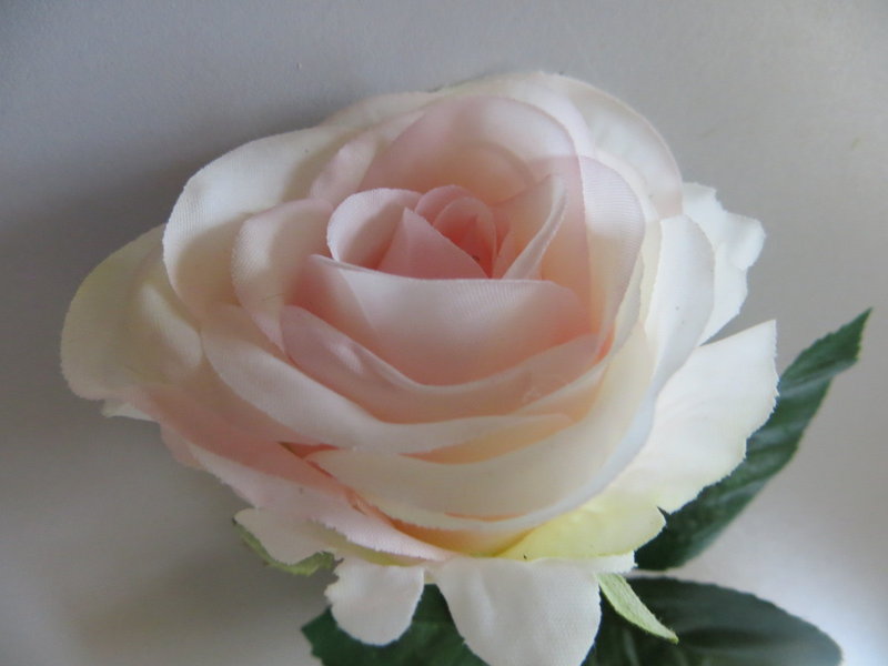 Rose Diana kurzstielig mit 3 Blättern Farbe:creme-hellpink