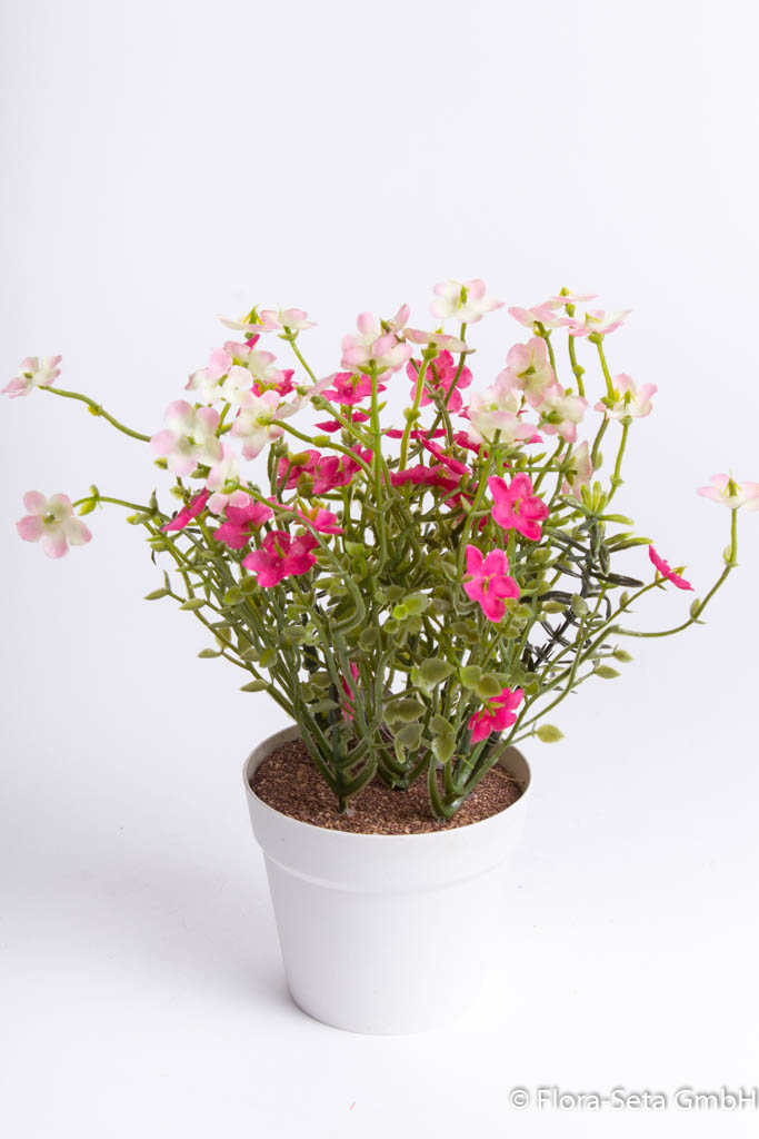 Waxflowerbusch im weißen Kunststofftopf Farbe: pink-creme