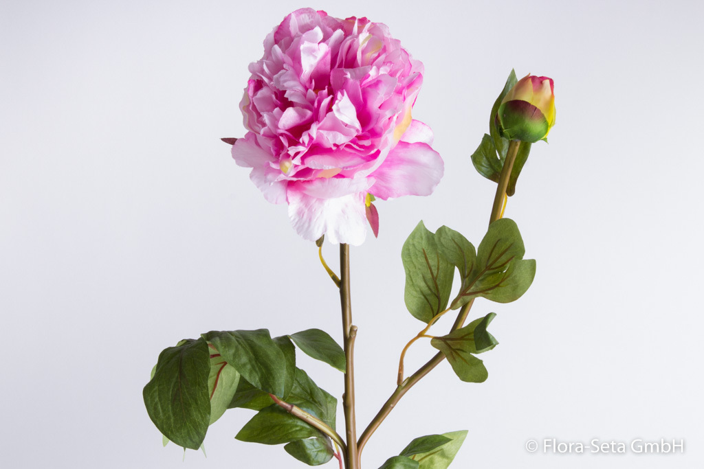 Pfingstrose mit 1 großen Blüte, 1 Knospe und 12 Blättern Farbe: pink